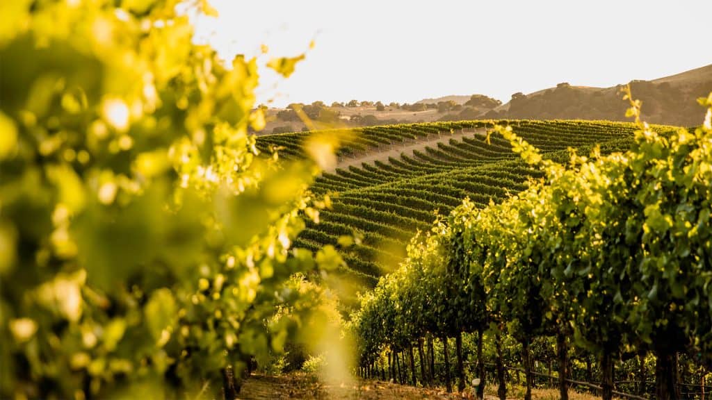 Wine USA1
